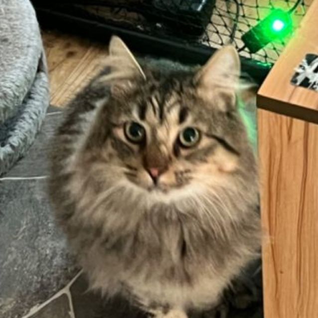 Photo of Koda