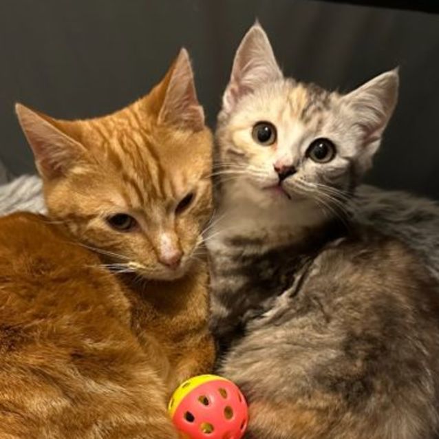 Photo of Charizard (Chari) **2nd Chance Cat Rescue**