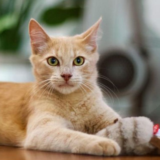 Photo of 💛 Baxter 💛