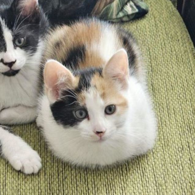 Photo of Aria **2nd Chance Cat Rescue**