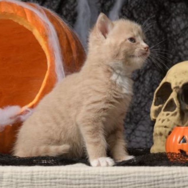 Photo of Hokey Pokey **2nd Chance Cat Rescue**