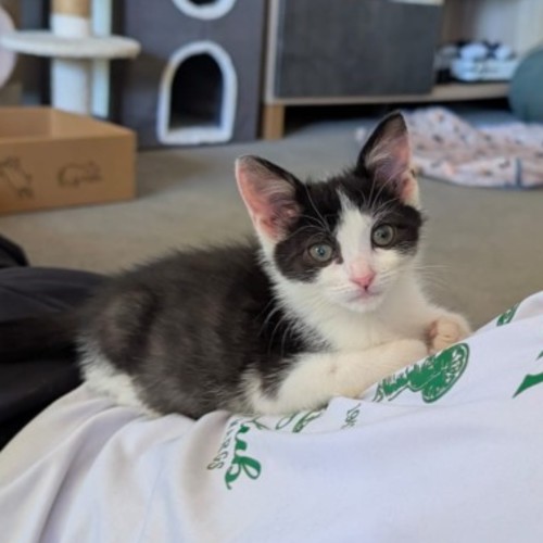 No photo for Marble ⚪