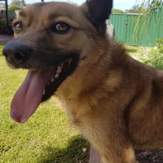 Kelpie cross pomeranian cheap