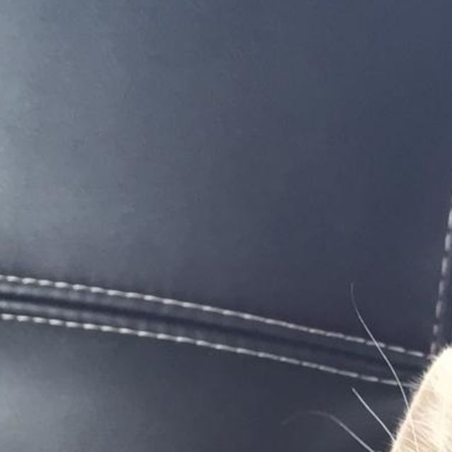 Photo of Possum ^^Dandy Cat Rescue^^