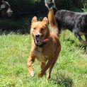 Photo of Lucky