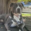 Photo of Tyson