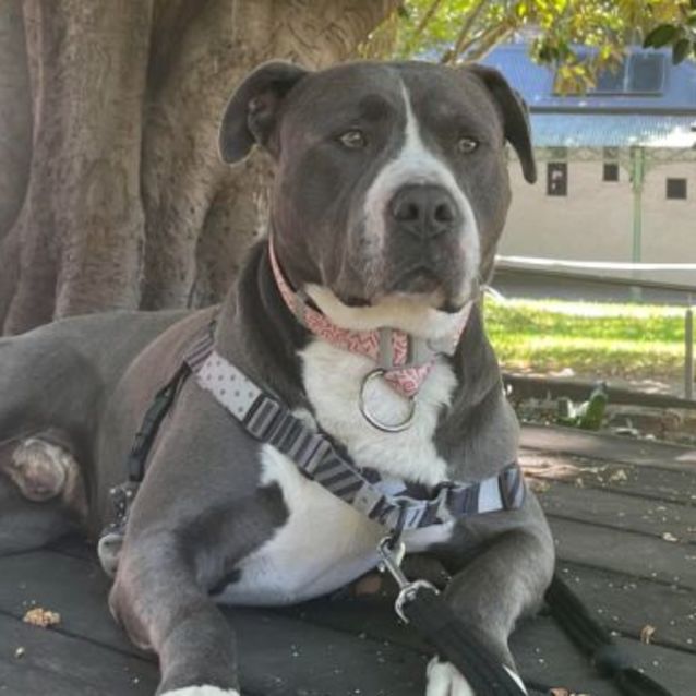 Photo of Tyson 