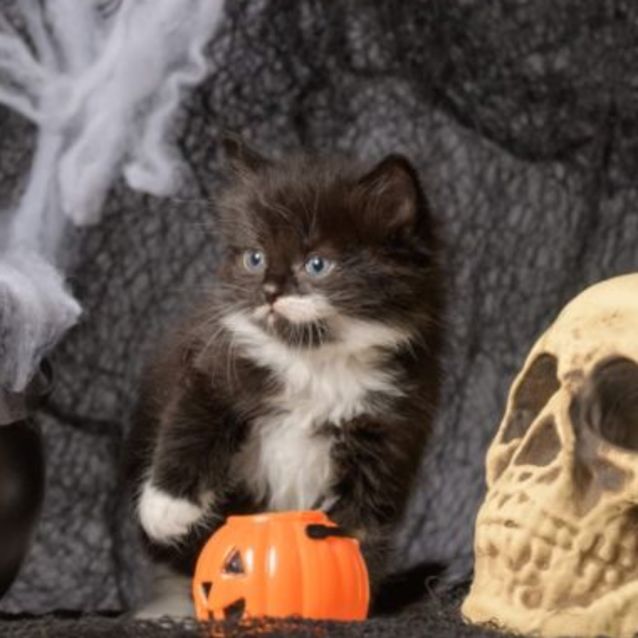 Photo of Cookie **2nd Chance Cat Rescue**