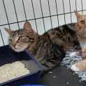 Photo of Lulu **2nd Chance Cat Rescue**