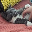 Photo of Winnifred **2nd Chance Cat Rescue**