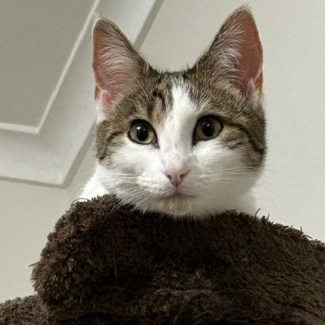 Photo of Cleo 🌺🌺