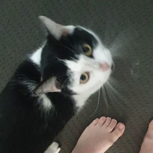 Shadow
