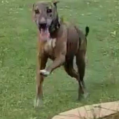 Tessa (on adoption trial)
