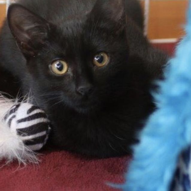 Photo of Karl Elliot