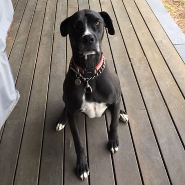 Photo of Tess ~ Great Dane X (On Trial 22/10/19)