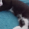 Photo of Oreo ^^Dandy Cat Rescue^^