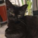 Photo of Midnight
