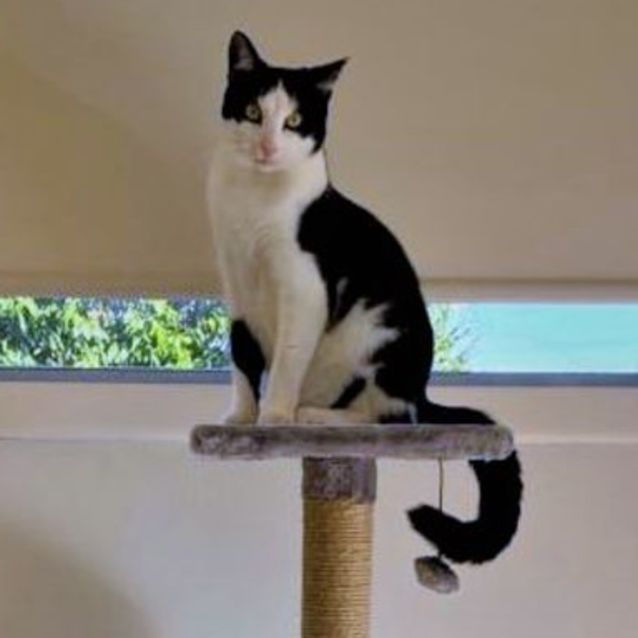 Photo of Norman ^Dandy Cat Rescue^