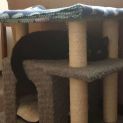 Photo of Smudge