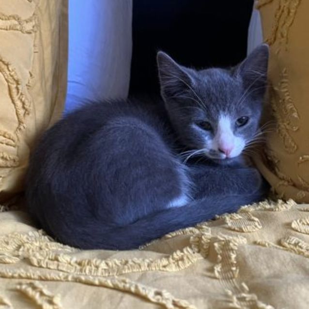 Photo of Waffle