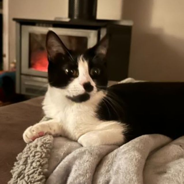 Photo of Pixel **2nd Chance Cat Rescue**