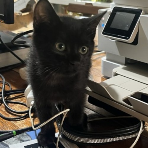 Luna meet me@Petstock Chelsea store 