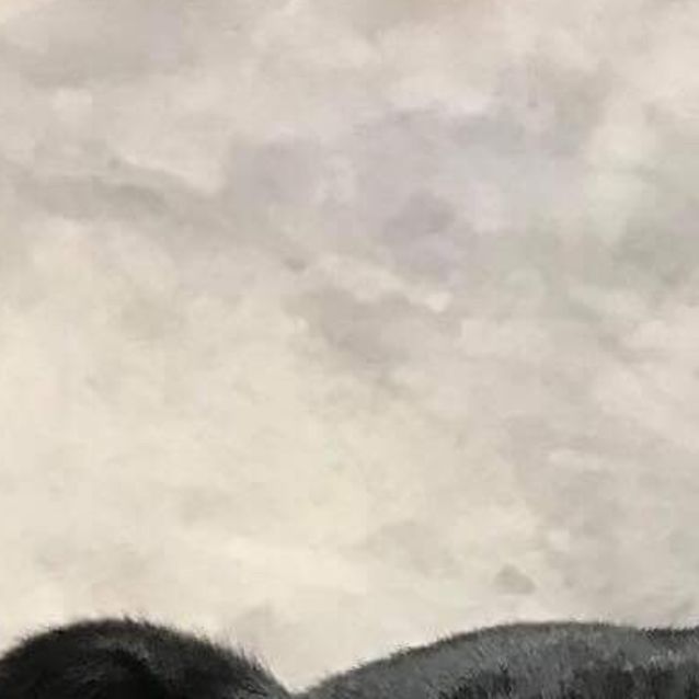 Photo of Ned