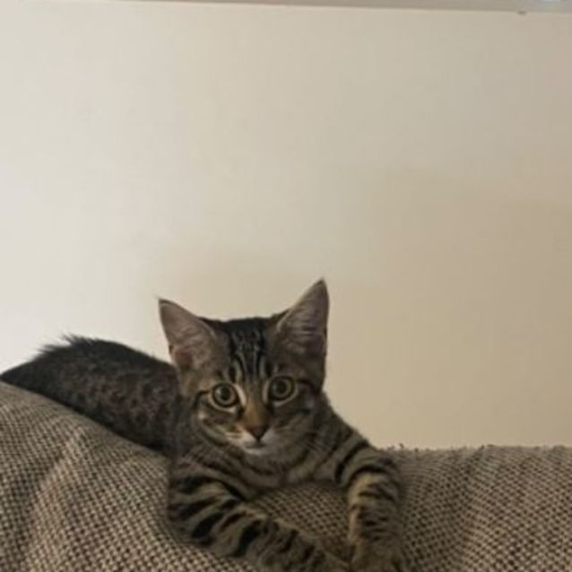 Photo of Tilly Meet Me At Petstock Chelsea Store 