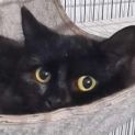 Photo of Bagheera