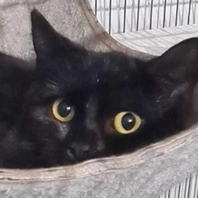 Photo of Bagheera