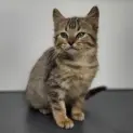 Photo of Shazam