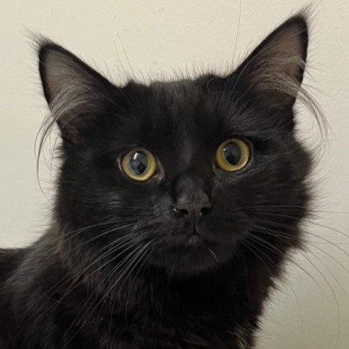 No photo for Carmody