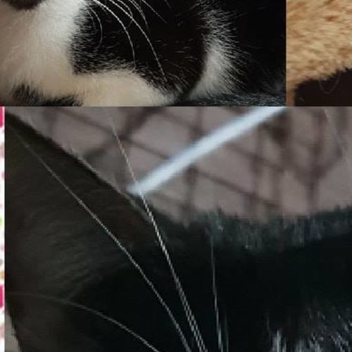 moo