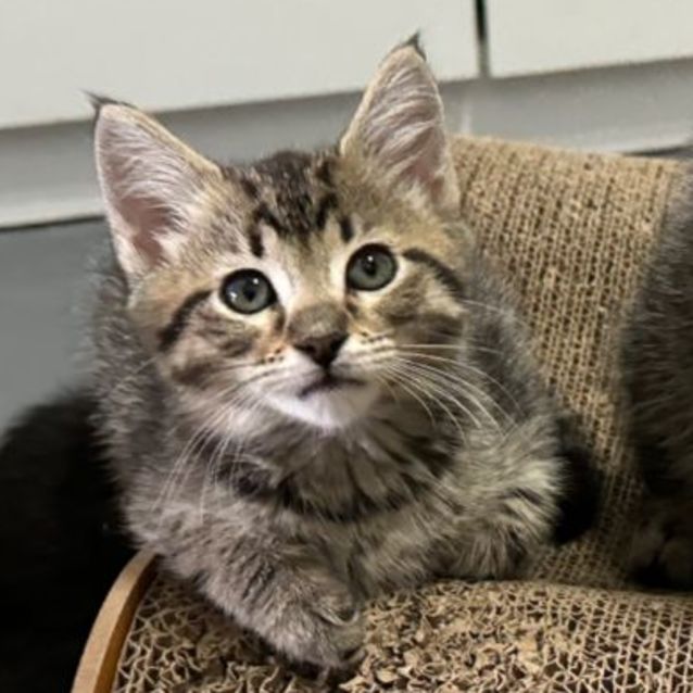 Photo of Evie 😻👑