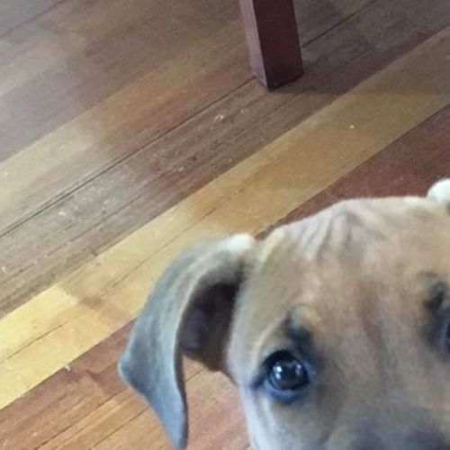 Lucybelle