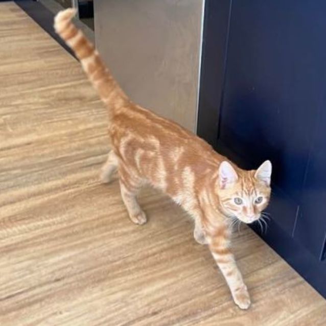 Photo of Gawnie *9 Lives Project Rescue