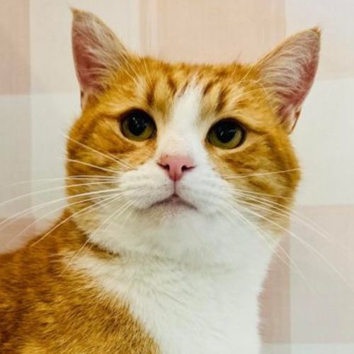 Wyatt - Located in Preston