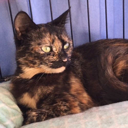 Sophie ^Dandy Cat Rescue^