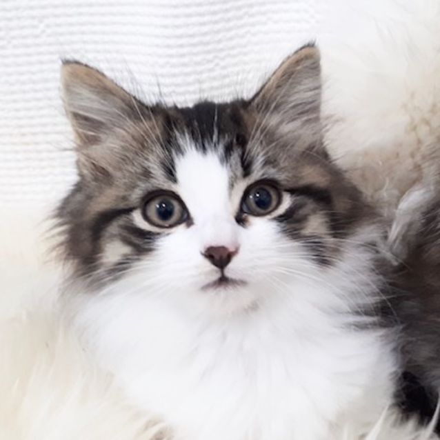 Photo of Klaus