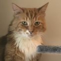 Photo of Moo   Located In Carlton 