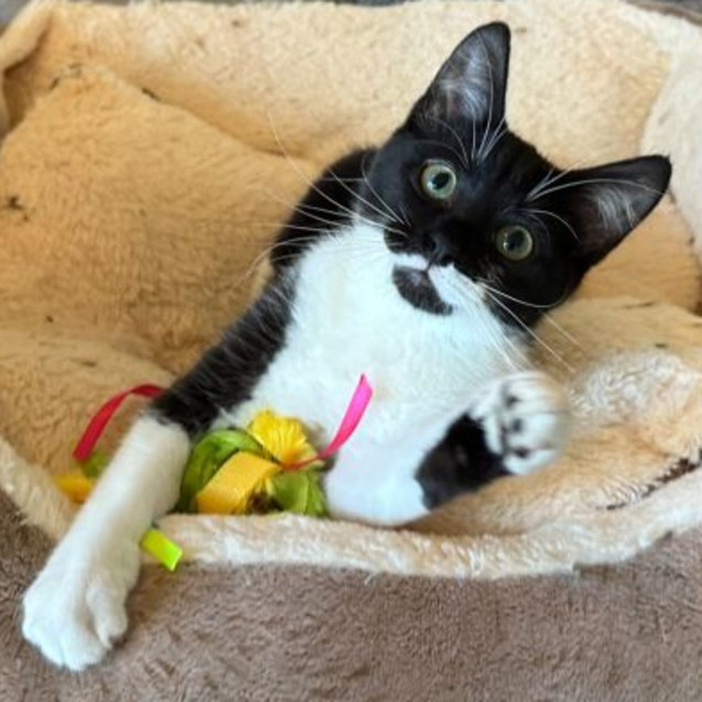 Photo of Matilda **2nd Chance Cat Rescue**