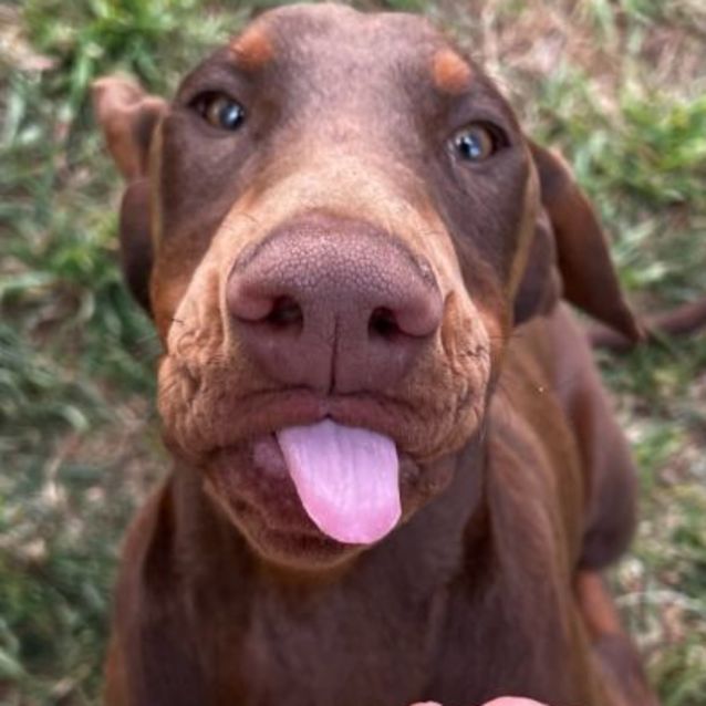 Photo of Dobermann Puppy, Mielo. 