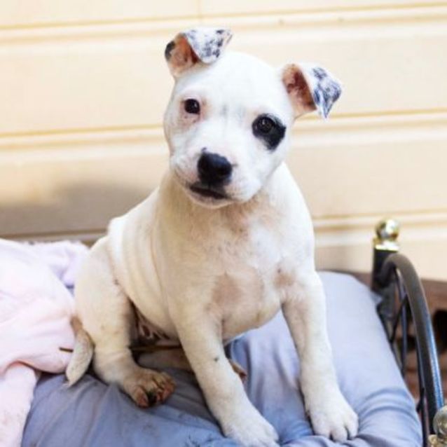 British staffy puppy sales