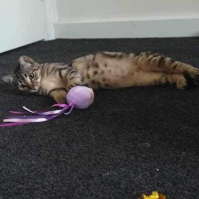 Photo of Crumpet Meet Me At Petstock Chelsea Store 