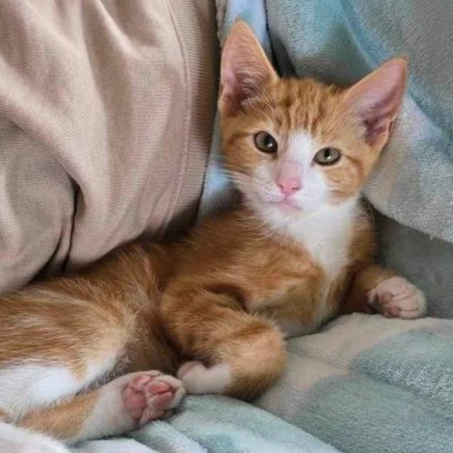 Photo of 💛 Checkers 💛