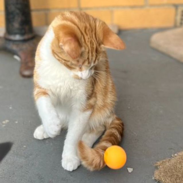 Photo of Blaze *9 Lives Project Rescue*