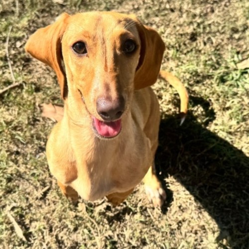 Biscuit
