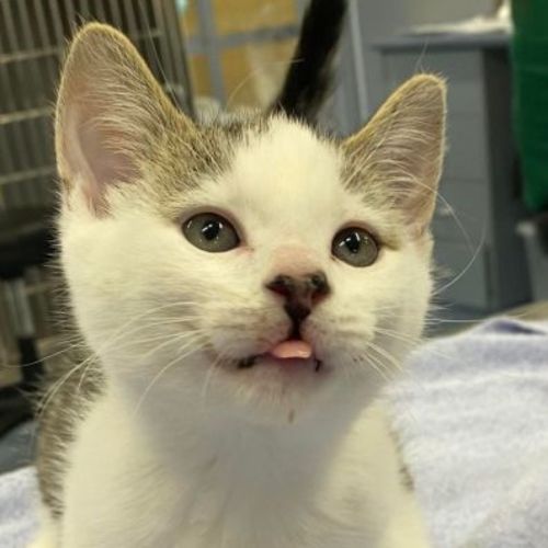 Turtle - Located in Kew