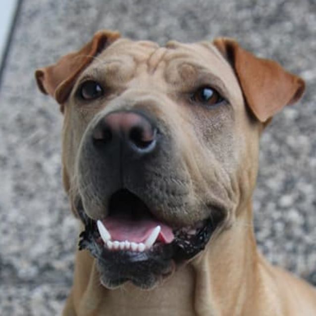 Carter Medium Female Labrador x SharPei Mix Dog in QLD PetRescue