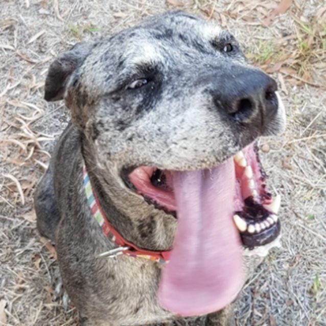 Photo of Kasey (Now On Trial Adoption)